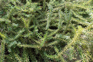 秋のグレヴィレア・ラニゲラ