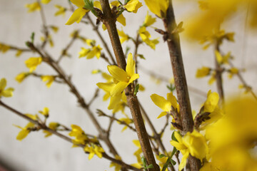 forsythia flower branch