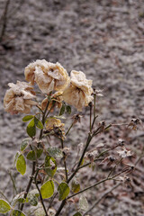 寒い朝に霜の付いた冬枯れの薔薇。庭に咲いたままドライフラワーになった花。