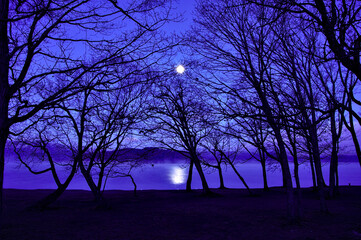 冬の月夜の湖畔。葉の無い木々と湖を照らす月光。