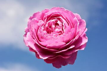 香りの良いピンクの薔薇、青空、光、花イメージ素材