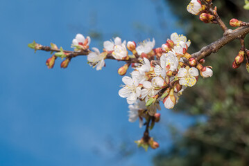 Apricot (Armeniaca vulgaris) in orchard