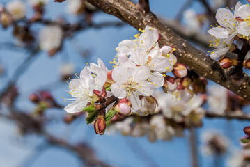 Apricot (Armeniaca vulgaris) in orchard