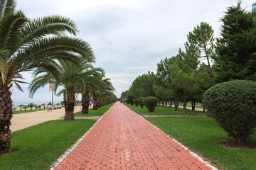 Obraz premium Bicycle path between green palm trees in Batumi seaside Park. Natural scenery