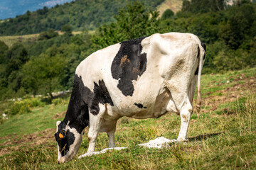 Naklejka na ściany i meble Black and white dairy cow in a mountain pasture, green meadow, Alps, Italy, south Europe.