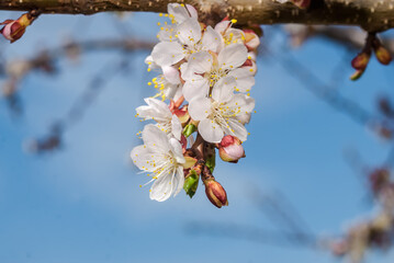 Apricot (Armeniaca vulgaris) in orchard
