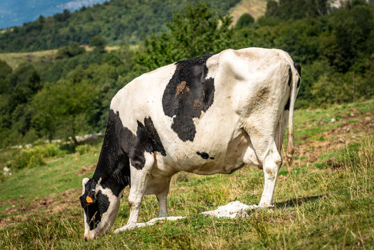 Black and white dairy cow in a mountain pasture, green meadow, Alps, Italy, south Europe.