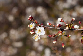 White cherry blossoms  in the garden in spring