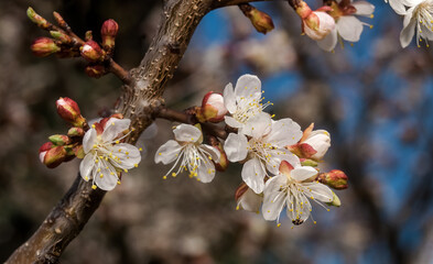 Apricot (Armeniaca vulgaris) in orchard