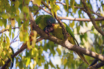 Wild parakeets Aratinga acuticaudata on branches of tree in park. Wild life in city.