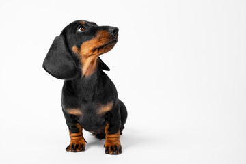 Cute playful dachshund puppy sits and looks up waiting for the command on a white background, copy space for advertising.