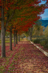 autumn in the park. trees with a nice red color in a quiet scene. path in banyoles, spain.