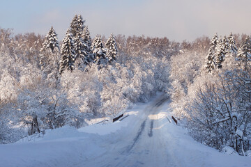 Trees covered with snow in the Park