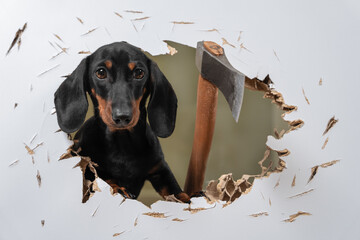 Wild dachshund puppy cut hole in door or wall with axe and sticks out trying to get inside and...