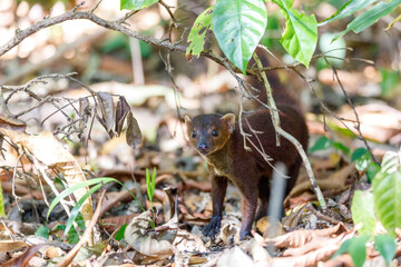 Fototapeta premium Ring-tailed mongoose, Galidia elegans, subfamily Galidiinae, carnivoran native to Madagascar. Farankaraina Tropical Park - MadaCamp. Madagascar Wildlife and wilderness