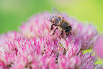 Honey bees collect pollen Spiraea flower. Macro shot.