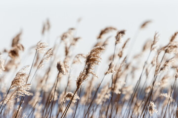 Beautiful Reed straws against the sky