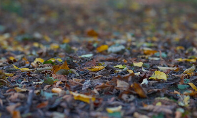 Fallen autumn leaves of trees.