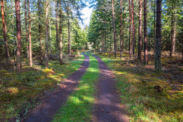 Dirt road in a conifer forest
