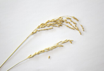 Ears of rice isolated on white background