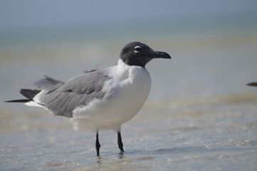 Gaviota