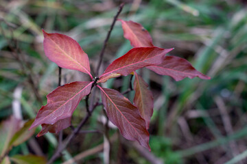 Red autumn leaves on a branch, close-up macro photo on a blurred background