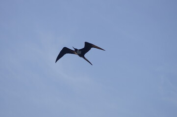 Gaviota