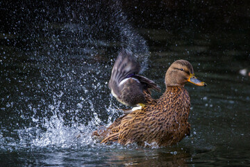 Stockente (Anas platyrhynchos) Weibchen beim baden