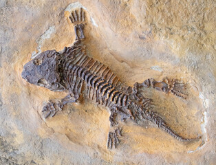Fototapeta na wymiar Fossil of a lizzard, trapped in stone