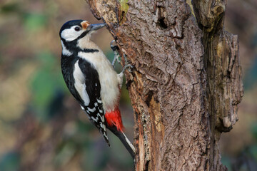 Buntspecht (Dendrocopos major) Weibchen