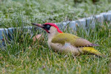 Grünspecht (Picus viridis) Männchen
