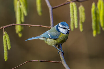 Blaumeise (Cyanistes caeruleus)