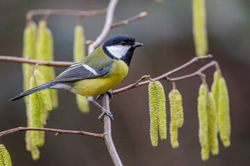 Kohlmeise (parus major)