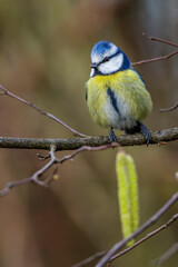 Blaumeise (Cyanistes caeruleus)