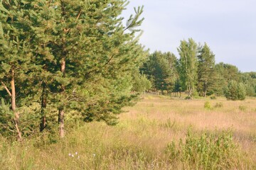 Young forest in the summer sunny day next to a flowering meadow.