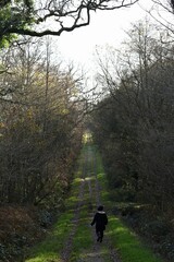 Obraz premium walking in the woods