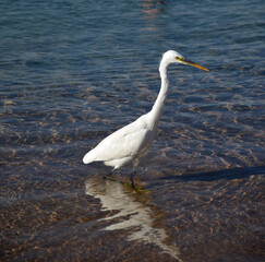 White heron in Egypt, Sharm El Sheikh