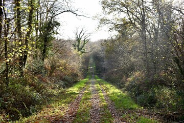 footpath in the woods