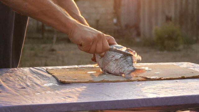 Male strong hands of a fisherman cleans freshly caught live fish from scales in a beautiful scenic sunset on nature.