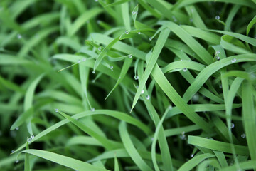 spring season abstract natural background of green rice farm close up with water drop . grass with water drops . 