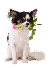 Chihuahua with a rose in the mouth