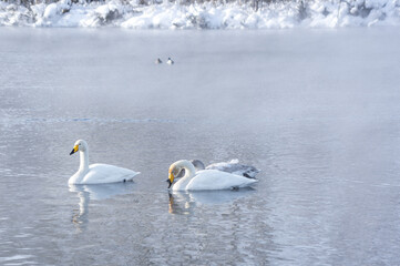 White swans swimming in the nonfreezing winter lake