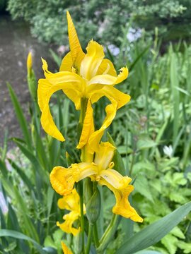 Iris des marais (Iris pseudacorus)