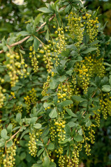 European Barberry (Berberis vulgaris) in garden