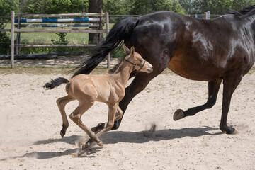 Stallion foal galloped with his mother in the sand. A natural green background