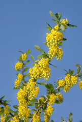 European Barberry (Berberis vulgaris) in garden