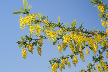 European Barberry (Berberis vulgaris) in garden
