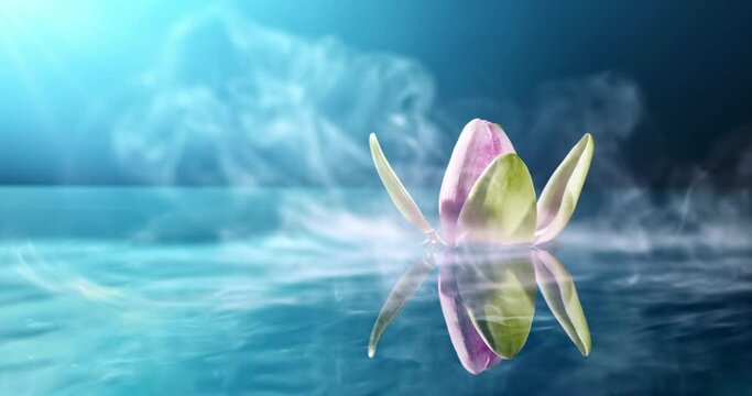 Beautiful pink waterlily or lotus flower in pond.Tilmelapse