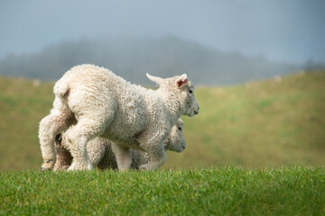 Fototapeta premium Cute baby lambs running on the green grassland