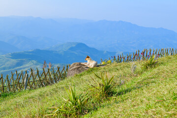 A dog and Doi Chang Mup Viewpoint at Chiang Rai Province